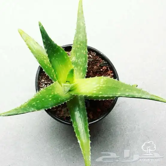نباتات وصبارات الاثنين ب 5 0