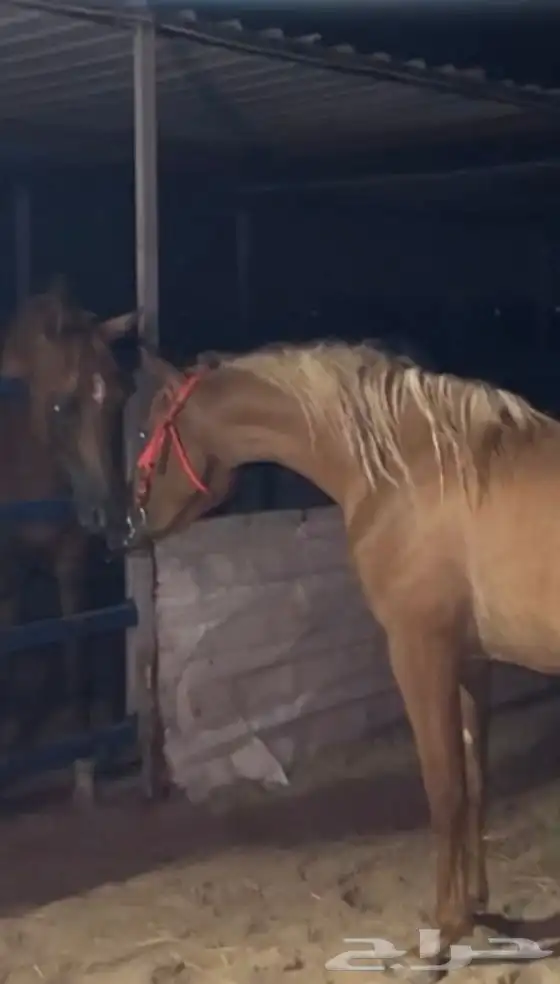 خيل 9