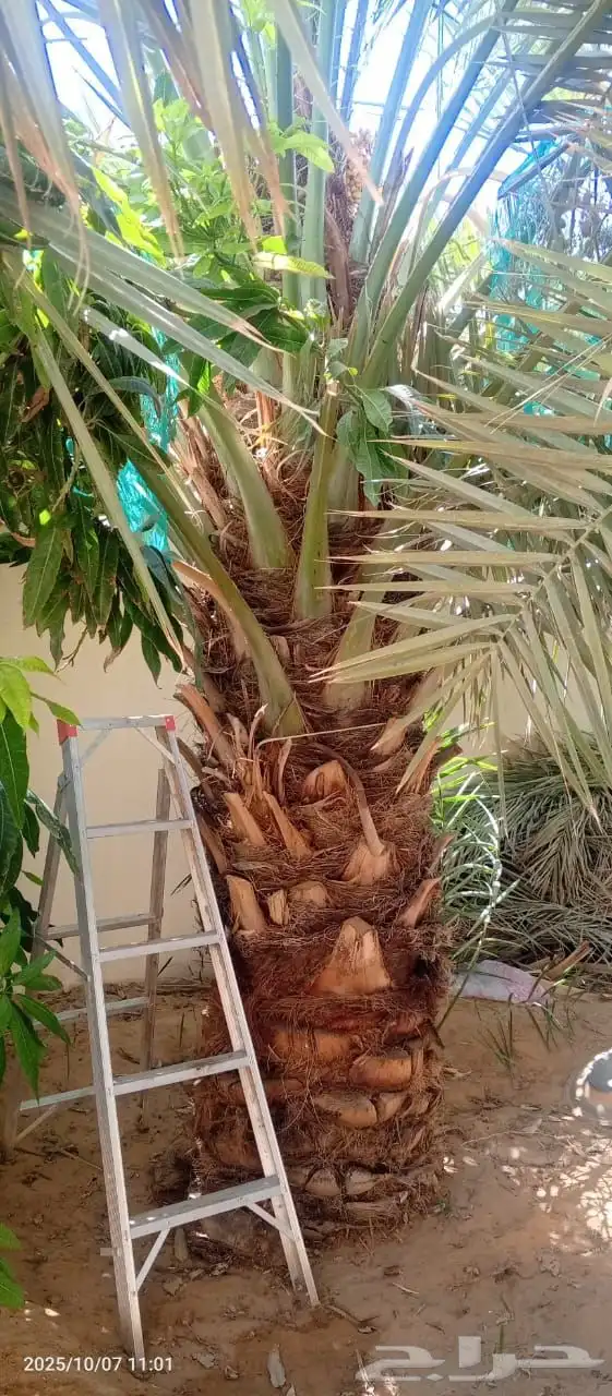 نخيل_مثمر_بجميع_انواعه_ومقاسته_المختلفه 8