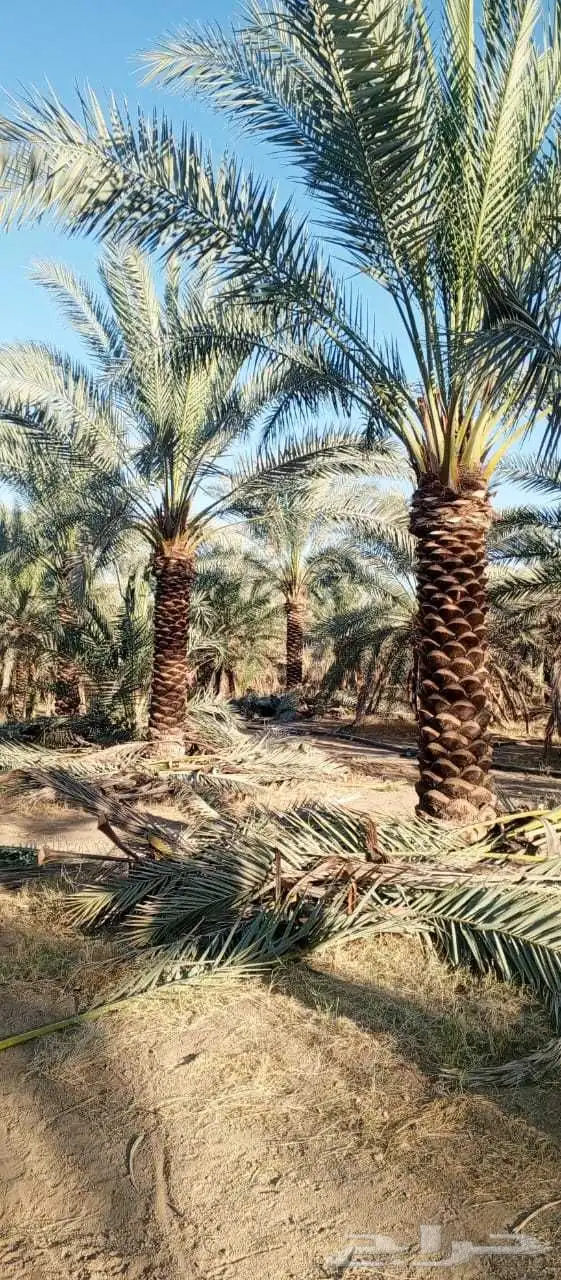 يوجد لدينا نخل عربي ونخل وشنطني 3