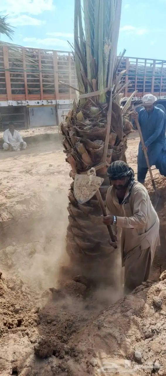 ونش للإيجار ( رافعه بوم ترك) 3