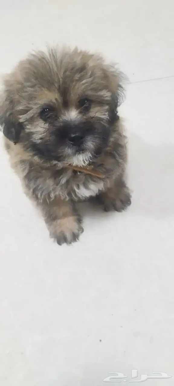 للبيع كلب فصيلة shih tzu العمر شهرين متعلم على الليتر بكس 1