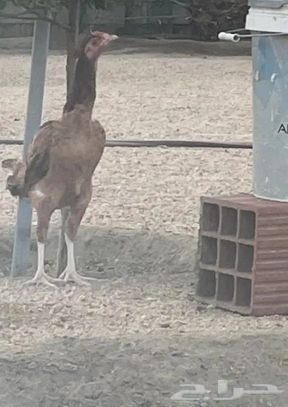 دجاج باكستاني 3
