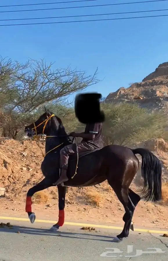 للبيع فرس شعبيه شيخه 0