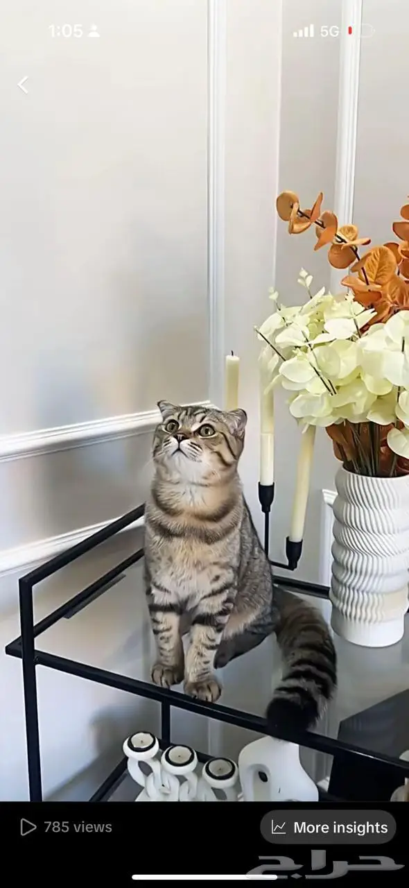 سكوتش للبيع 1