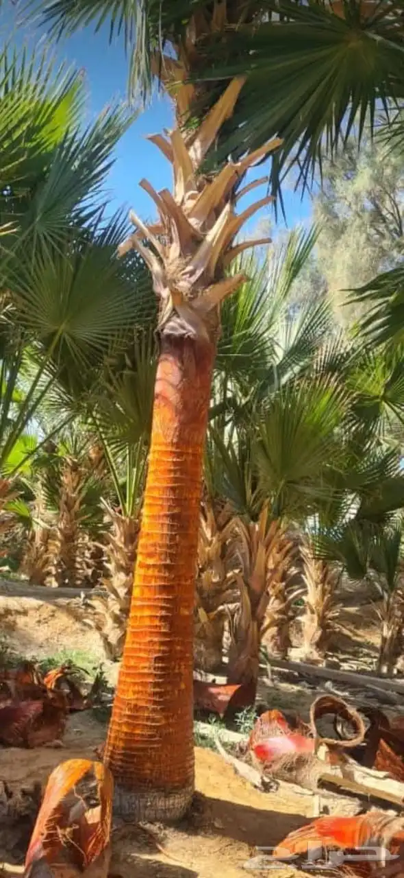 بيع نخل 0