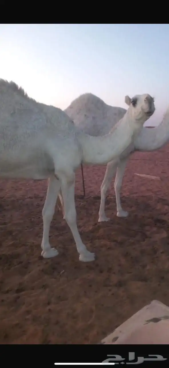 بعير للبيع 4