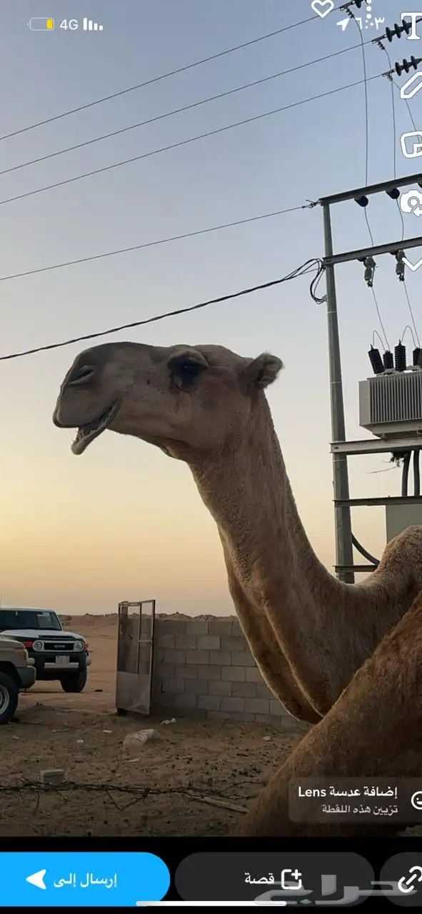 بعير للبيع 1