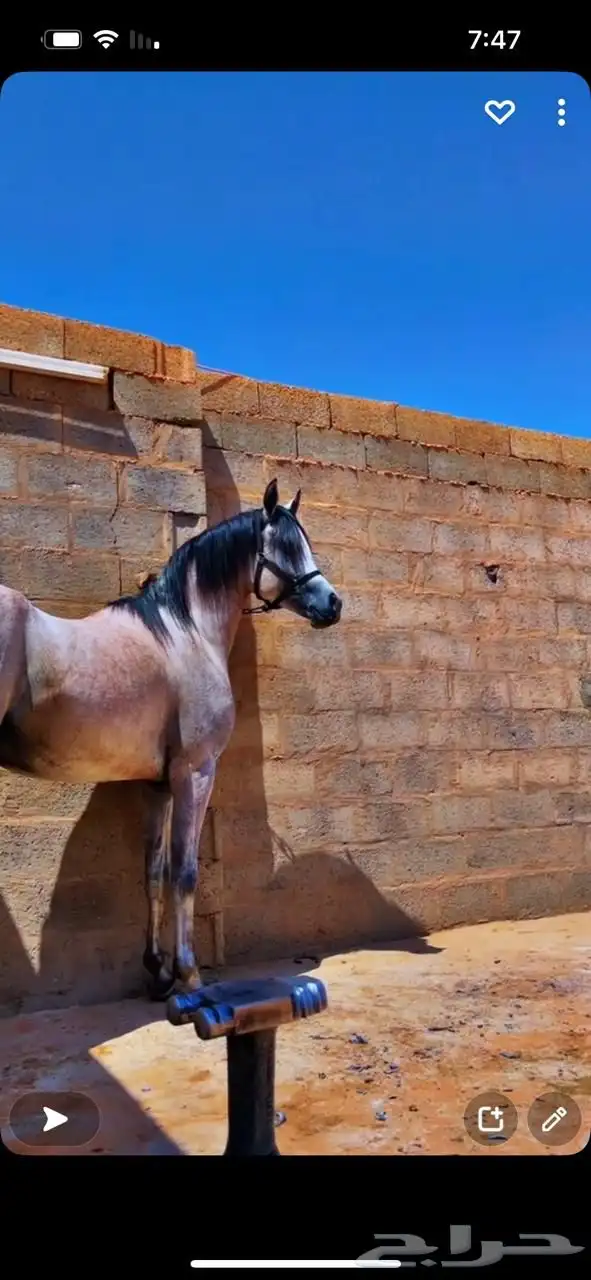 فرس شيخة لقاح 6