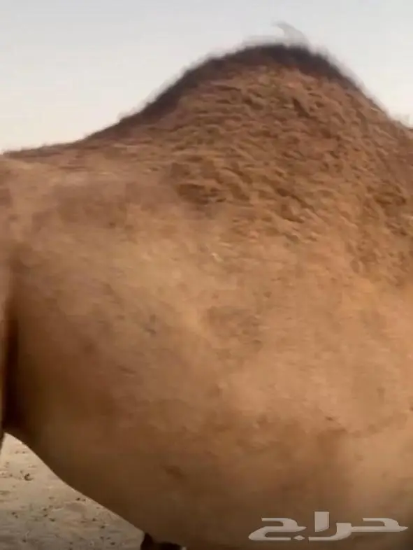 6 أبل حمر خوات بعض مراح واحد 7