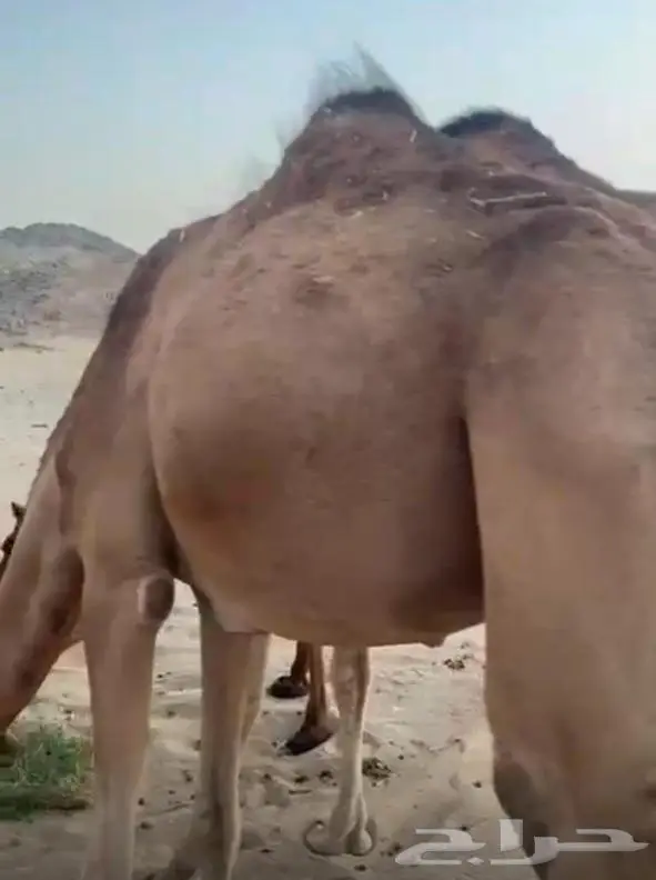 6 أبل حمر خوات بعض مراح واحد 4