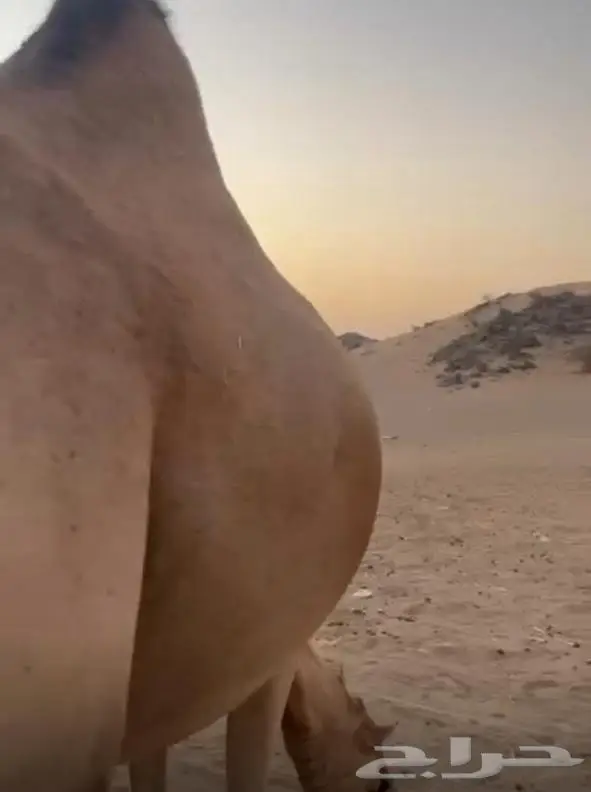 6 أبل حمر خوات بعض مراح واحد 1