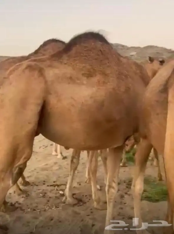6 أبل حمر خوات بعض مراح واحد 2