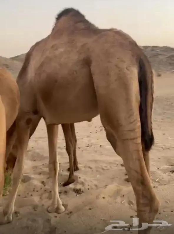 6 أبل حمر خوات بعض مراح واحد 3