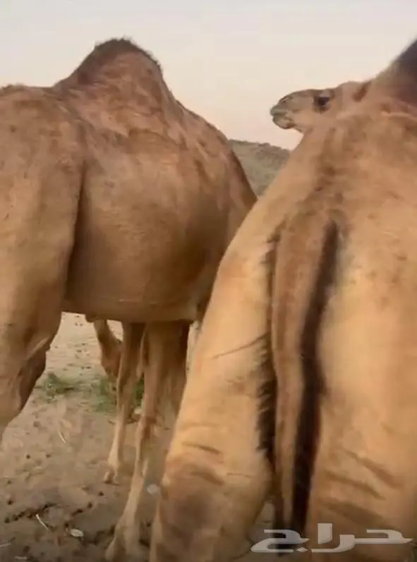 6 أبل حمر خوات بعض مراح واحد 8