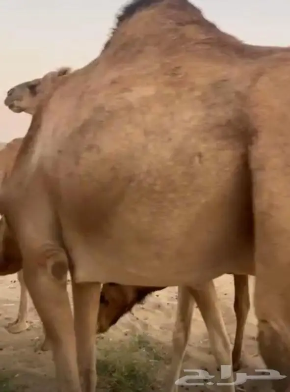 6 أبل حمر خوات بعض مراح واحد 0
