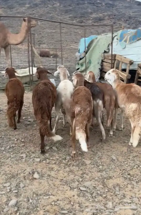 طليان سواكني مرابي 6 شهور 2