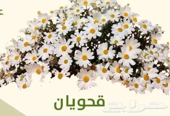 عرض خاص رقم 2 - بذور ازهار الربيع البرية 5