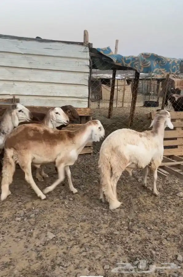 طليان سواكني مرابي 6 شهور 0