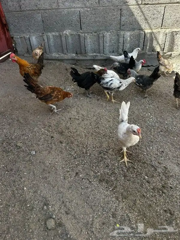 دجاج فيومي منوع بلدي 0