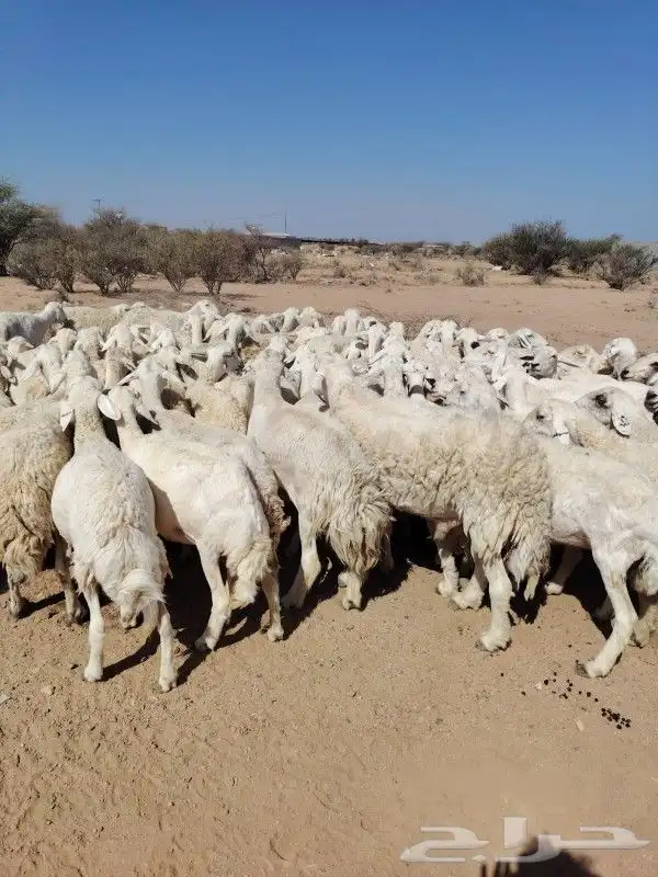 غنم حرش مراح وحد قطعه وحده العداد 92الغنم طيبه ودفيع 3