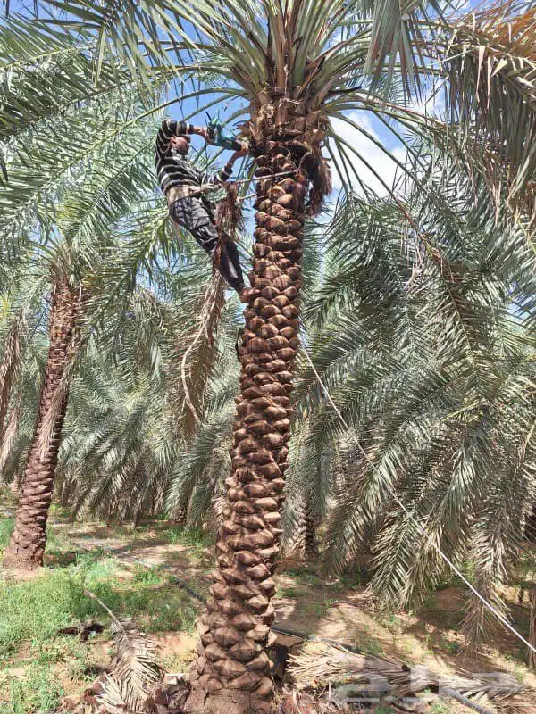 نخل للبيع في جده مكه نخل للبيع جده بجميع انواعها ومقاساته 7