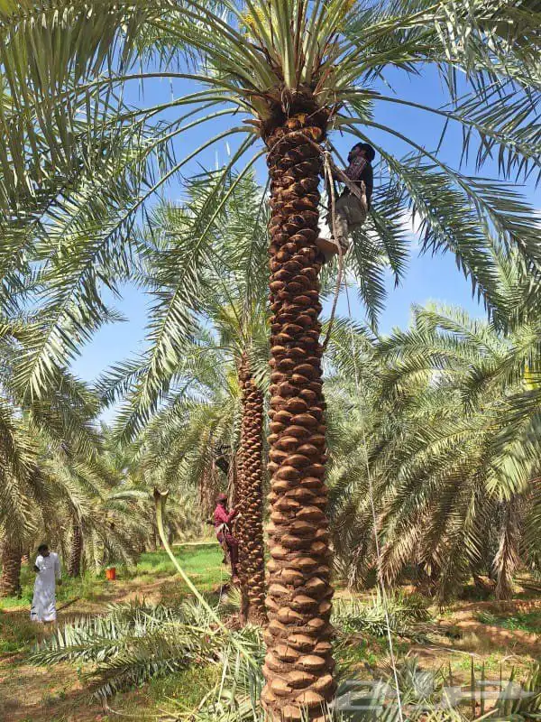 نخل للبيع في جده مكه نخل للبيع جده بجميع انواعها ومقاساته 5