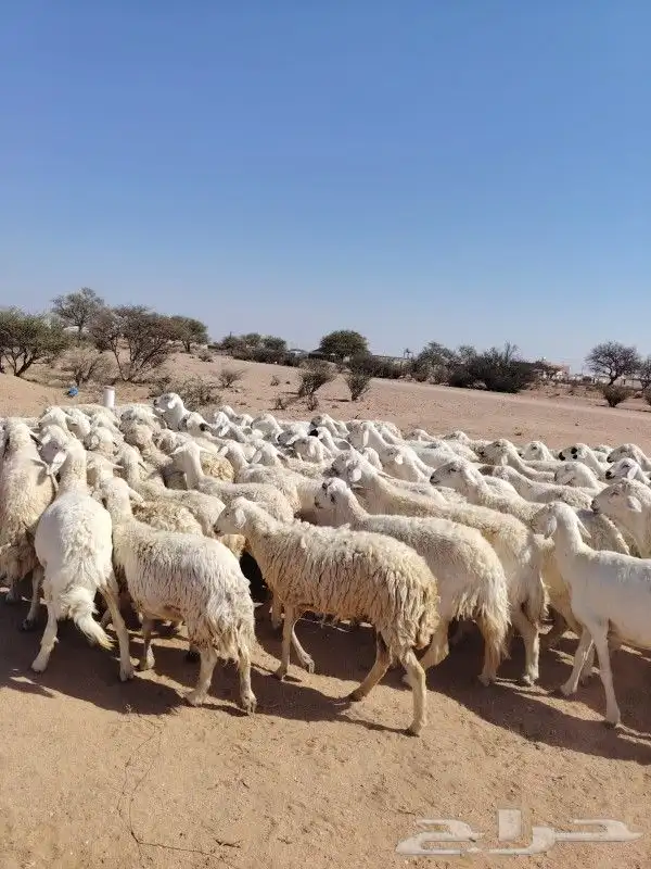 غنم حرش مراح وحد قطعه وحده العداد 92الغنم طيبه ودفيع 2
