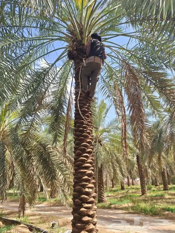 نخل للبيع في جده مكه نخل للبيع جده بجميع انواعها ومقاساته 8