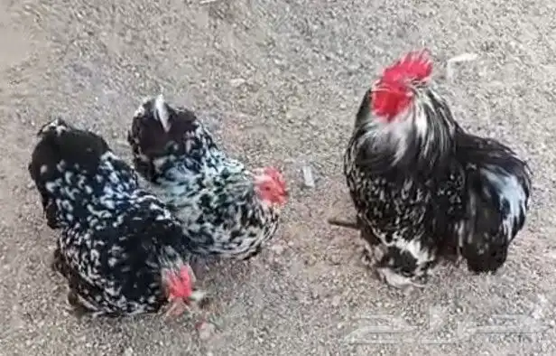 طقم كوشن براون منتج ((( تم البيع ))) 2