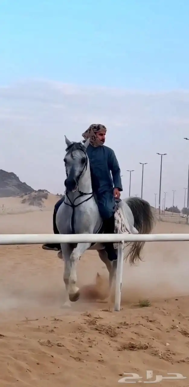 حصان فحل مربط 0