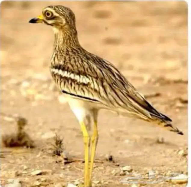 كروان 0