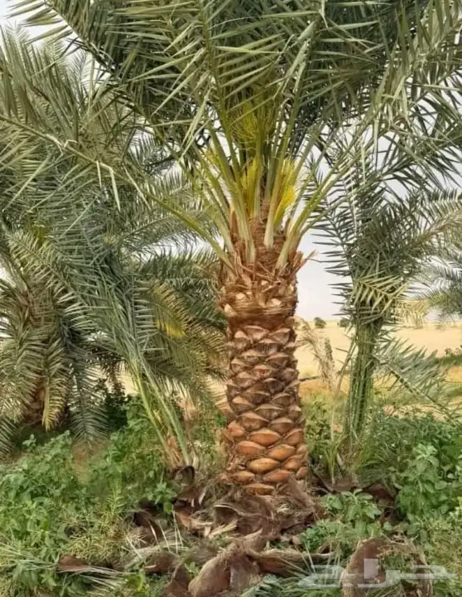 نخيل_مثمر_بجميع_انواعه_ومقاسته_المختلفه 3