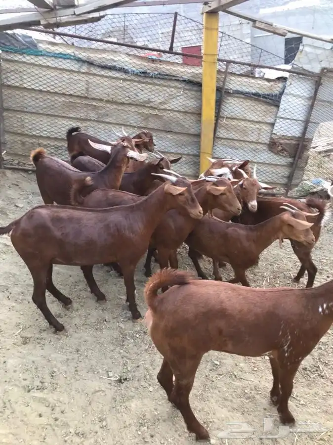 ذبايح مزرعة مرابي عسير للذبايح البلدي 21