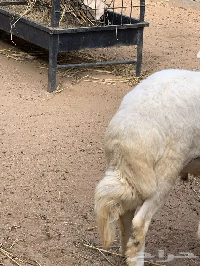 ذبايح مزرعة مرابي عسير للذبايح البلدي 24