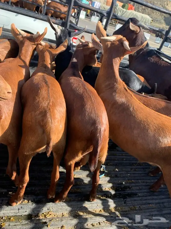 ذبايح مزرعة مرابي عسير للذبايح البلدي 38