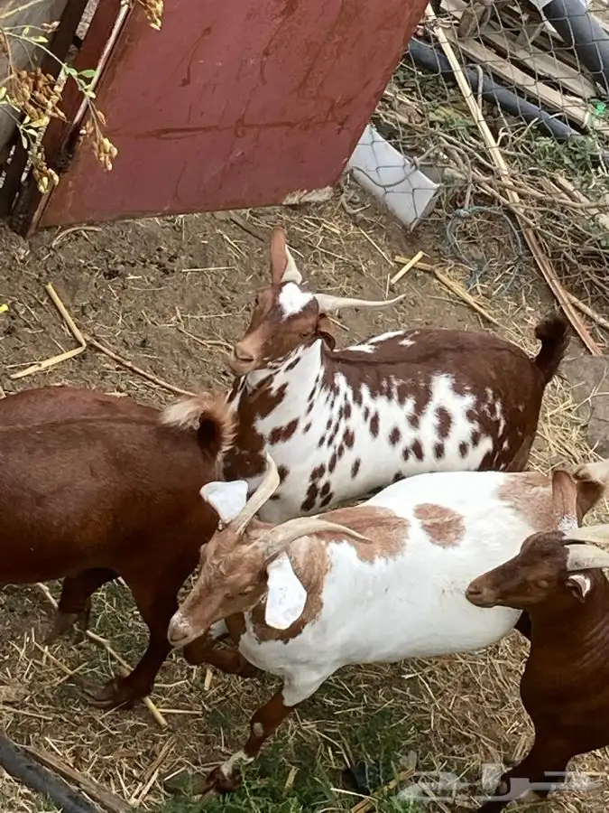 ذبايح مزرعة مرابي عسير للذبايح البلدي 17