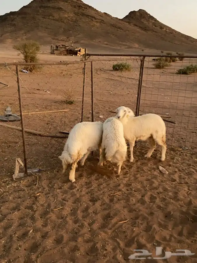 خرفان رخال جبره 2