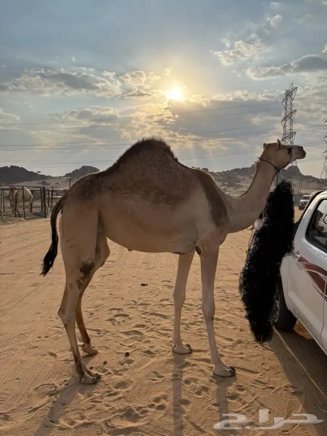 اصيل للبيع 3