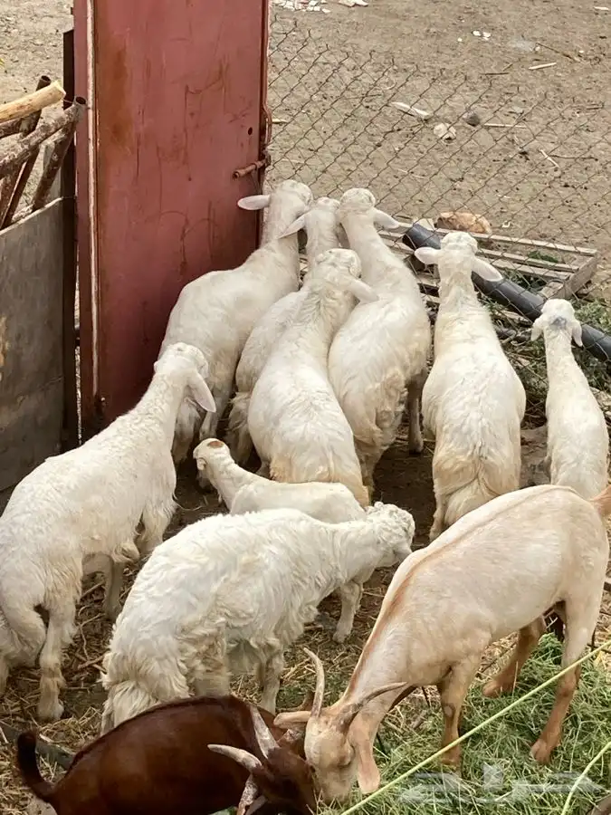 ذبايح مزرعة مرابي عسير للذبايح البلدي 15