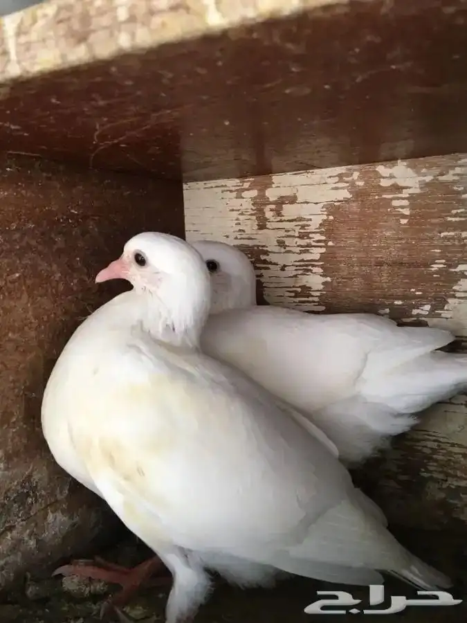 زغاليل فرنسي 0