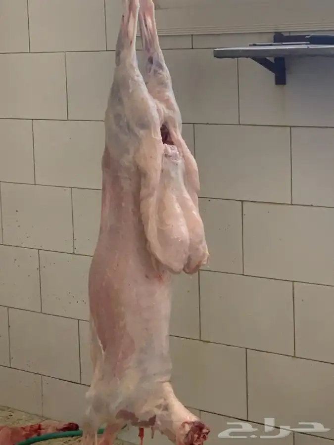 ذبايح مزرعة مرابي عسير للذبايح البلدي 27