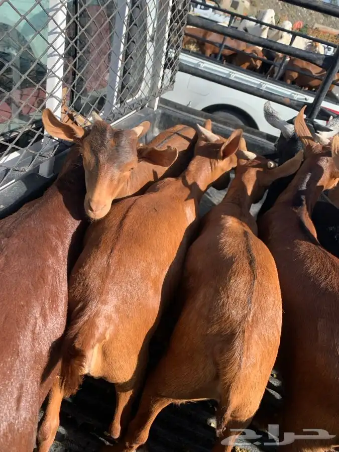 ذبايح مزرعة مرابي عسير للذبايح البلدي 36