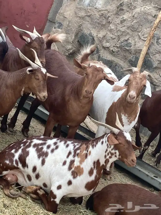 ذبايح مزرعة مرابي عسير للذبايح البلدي 18