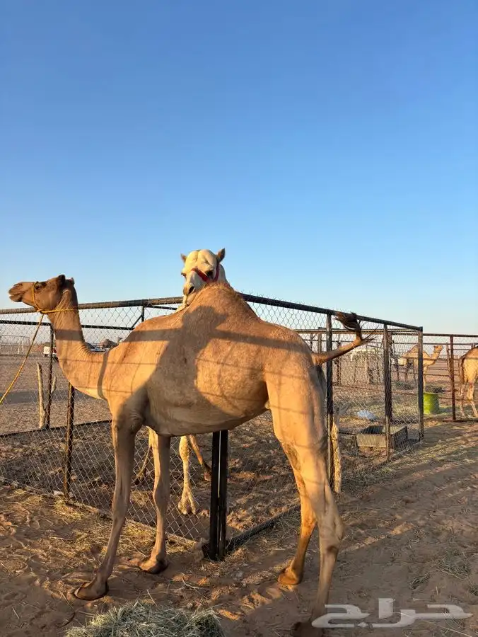 لقحه اصيل 3
