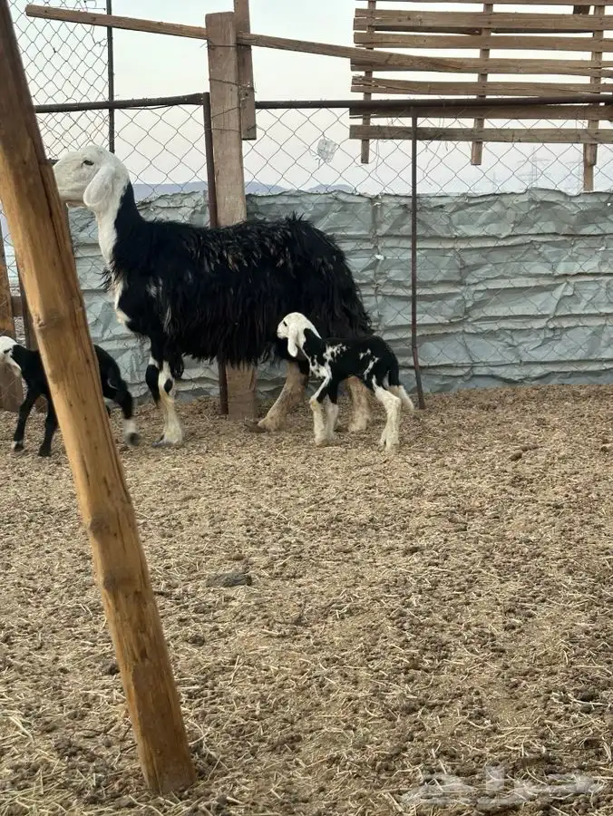 نعجه نجديه متوم 5