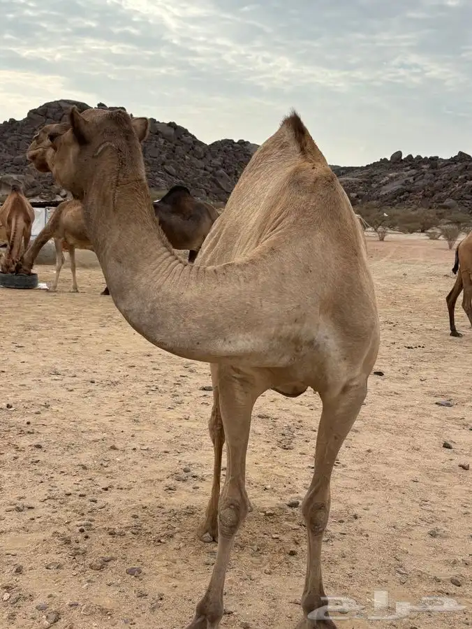 لقحه اصيل 4