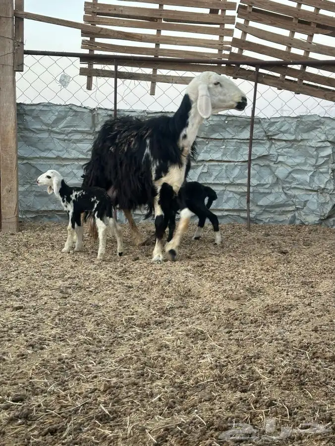 نعجه نجديه متوم 2