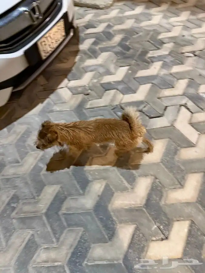 وجدت كلب مفقود في العزيزية 2