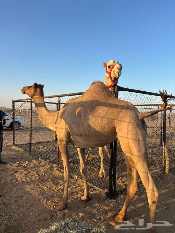 لقحه اصيل 2